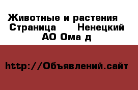  Животные и растения - Страница 13 . Ненецкий АО,Ома д.